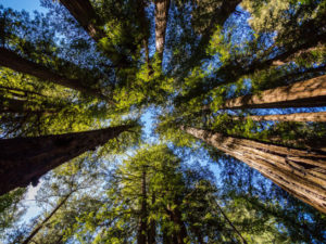 Redwoods-3 (1)