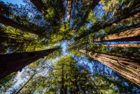 Redwoods-3 (1)
